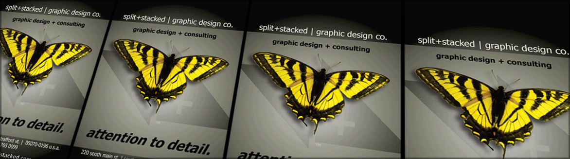 butterfly butterfly